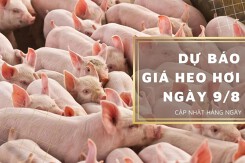 Dự báo giá heo hơi ngày 9/8: Tiếp tục tăng tại nhiều địa phương?
