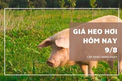 Giá heo hơi hôm nay 9/8: Tiếp đà tăng tại nhiều địa phương, cao nhất 64.000 đồng/kg