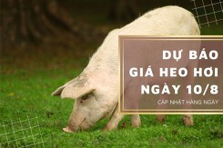 Dự báo giá heo hơi ngày 10/8: Thị trường tiếp tục tăng giảm không đồng nhất?