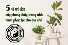 5 vị trí đặt cây phong thủy trong nhà rước phúc lộc cho gia chủ