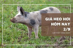 Giá heo hơi hôm nay 2/9: Thấp nhất 55.000 đồng/kg