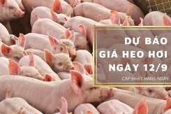Dự báo giá heo hơi ngày 12/9: Giảm tại nhiều địa phương?