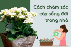 Cách chăm sóc cây sống đời trong nhà ra hoa rực rỡ