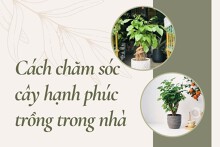 Cách chăm sóc cây hạnh phúc trồng trong nhà đơn giản, đúng kỹ thuật