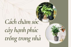 Cách chăm sóc cây hạnh phúc trồng trong nhà đơn giản, đúng kỹ thuật