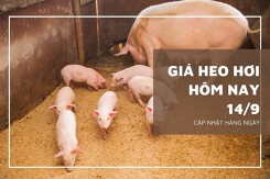 Giá heo hơi hôm nay 14/9: Giảm nhẹ ở một vài địa phương