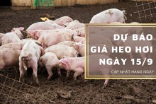 Dự báo giá heo hơi ngày 15/9: Tiếp đà giảm ở nhiều địa phương?