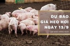 Dự báo giá heo hơi ngày 15/9: Tiếp đà giảm ở nhiều địa phương?