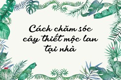 Cách chăm sóc cây thiết mộc lan trong nhà đơn giản