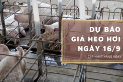 Dự báo giá heo hơi ngày 16/9: Xu hướng giảm vẫn tiếp diễn?