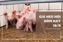 Giá heo hơi hôm nay 18/9: Ổn định, cao nhất 58.000 đồng/kg