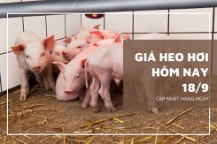 Giá heo hơi hôm nay 18/9: Ổn định, cao nhất 58.000 đồng/kg