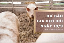 Dự báo giá heo hơi ngày 19/9: Giảm ở nhiều nơi?