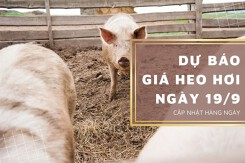 Dự báo giá heo hơi ngày 19/9: Giảm ở nhiều nơi?