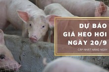 Dự báo giá heo hơi ngày 20/9: Thị trường tiếp tục đi xuống?