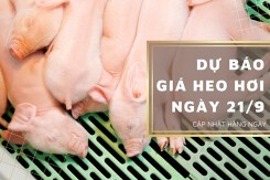 Dự báo giá heo hơi ngày 21/9: Tiếp đà giảm trên toàn quốc?