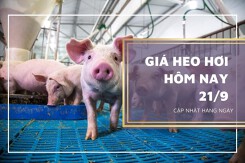 Giá heo hơi hôm nay 21/9: Tiếp đà giảm 1.000 đồng/kg