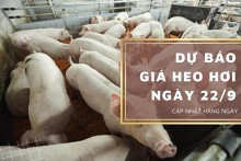 Dự báo giá heo hơi ngày 22/9: Thị trường tiếp tục giảm?