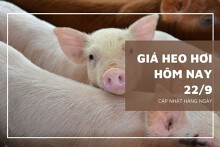 Giá heo hơi hôm nay 22/9: Thấp nhất 55.000 đồng/kg