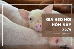 Giá heo hơi hôm nay 22/9: Thấp nhất 55.000 đồng/kg