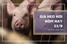 Giá heo hơi hôm nay 23/9: Giảm 1.000 đồng/kg, cao nhất 58.000 đồng/kg