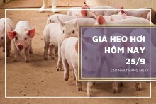 Giá heo hơi hôm nay 25/9: Lặng sóng, cao nhất 58.000 đồng/kg