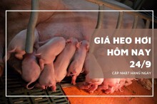 Giá heo hơi hôm nay 24/9: Xu hướng giảm tiếp tục duy trì trong tuần tới?