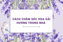 Cách chăm sóc hoa oải hương trong nhà đơn giản, đúng kỹ thuật