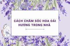 Cách chăm sóc hoa oải hương trong nhà đơn giản, đúng kỹ thuật