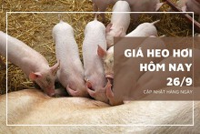 Giá heo hơi hôm nay 26/9: Giảm nhẹ ở một vài địa phương