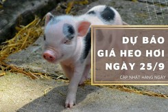 Dự báo giá heo hơi ngày 27/9: Xu hướng giảm tiếp tục duy trì?