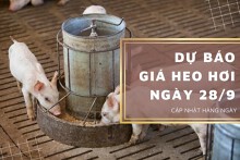 Dự báo giá heo hơi ngày 28/9: Tiếp tục giảm?
