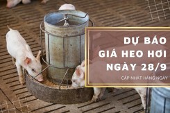Dự báo giá heo hơi ngày 28/9: Tiếp tục giảm?