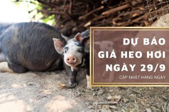 Dự báo giá heo hơi ngày 29/9: Các địa phương vẫn duy trì xu hướng giảm?