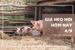 Giá heo hơi hôm nay 4/9: Ổn định, cao nhất 58.000 đồng/kg