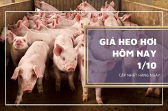 Giá heo hơi hôm nay 1/10: Xu hướng giảm vẫn tiếp tục trong tuần tới?