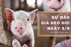 Dự báo giá heo hơi ngày 5/9: Xu hướng đi ngang vẫn tiếp diễn?
