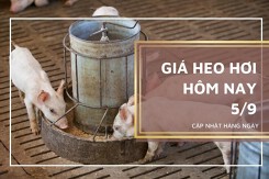 Giá heo hơi hôm nay 5/9: Biến động trái chiều
