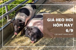 Giá heo hơi hôm nay 6/9: Tăng trở lại 1.000 đồng/kg