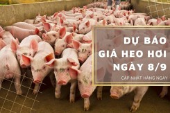 Dự báo giá heo hơi ngày 8/9: Tiếp tục biến động trái chiều?