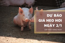 Dự báo giá heo hơi ngày 2/1: Thị trường khởi sắc?