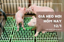 Giá heo hơi hôm nay 12/1: Tiếp đà tăng tại nhiều địa phương