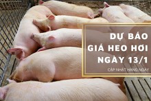 Dự báo giá heo hơi ngày 13/1: Thị trường tiếp đà tăng?
