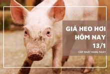 Giá heo hơi hôm nay 13/1: Tăng nhẹ ở một vài nơi