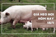 Giá heo hơi hôm nay 15/1: Cao nhất 53.000 đồng/kg
