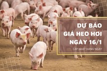 Dự báo giá heo hơi ngày 16/1: Tăng trên diện rộng?