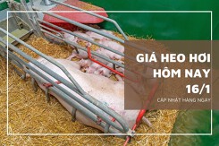 Giá heo hơi hôm nay 16/1: Miền Bắc lập đỉnh mới ở mức 57.000 đồng/kg