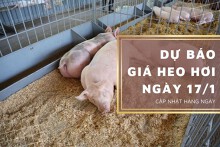 Dự báo giá heo hơi ngày 17/1: Thị trường tiếp tục tăng?