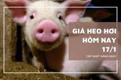 Giá heo hơi hôm nay 17/1: Tiếp đà tăng, cao nhất 57.000 đồng/kg