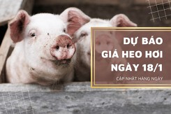 Dự báo giá heo hơi ngày 18/1: Thị trường tiếp tục tăng?